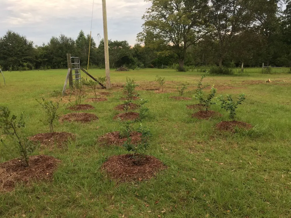 1751008359630_trees-f266fd9