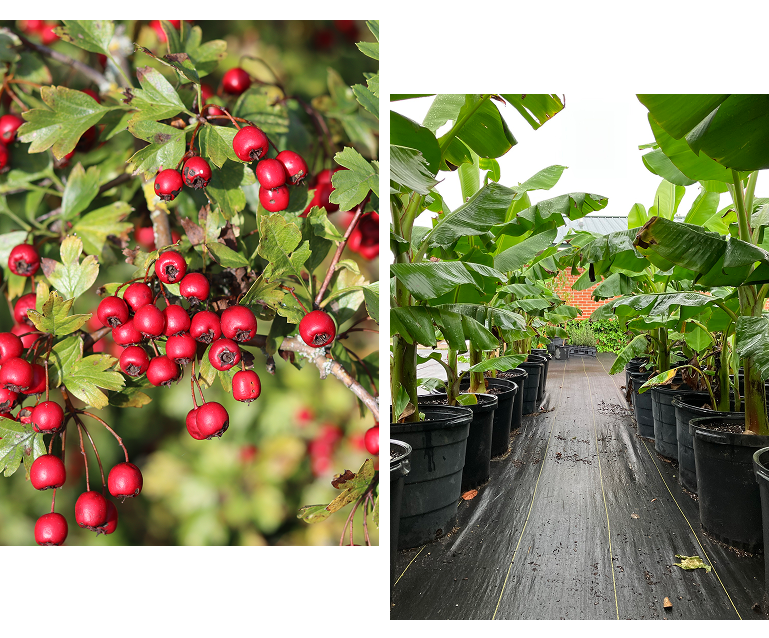 A landscaper planting fruit trees in a yard in Crestview, FL.