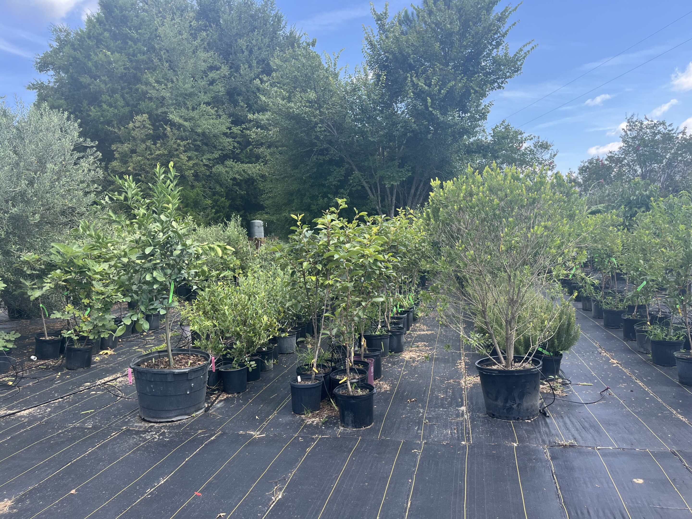 Edible landscaping design featuring vibrant fruit trees in Destin, FL